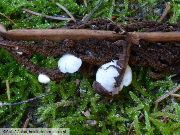 Crepidotus luteolus