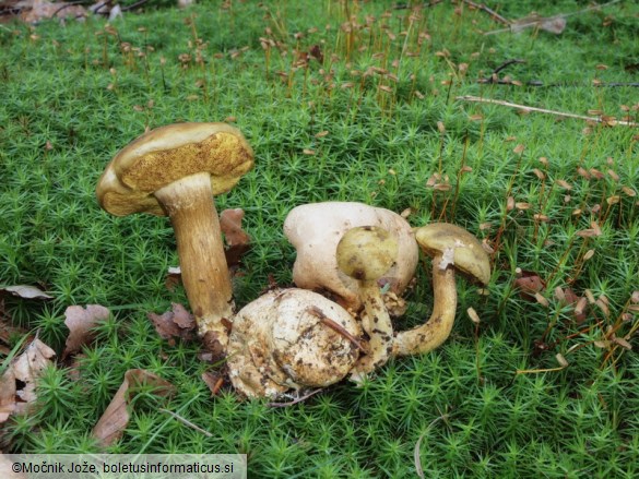 Pseudoboletus parasiticus