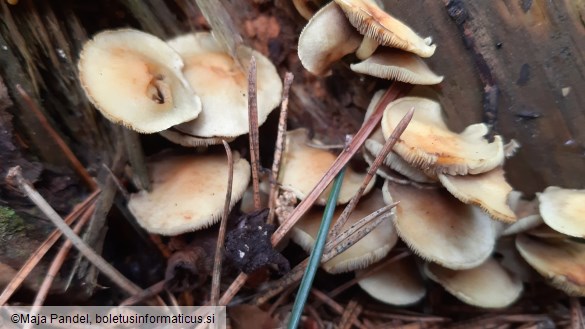 Hypholoma fasciculare