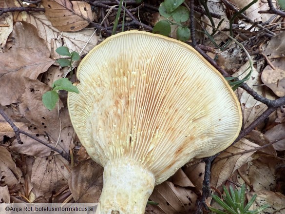 Lactarius scrobiculatus
