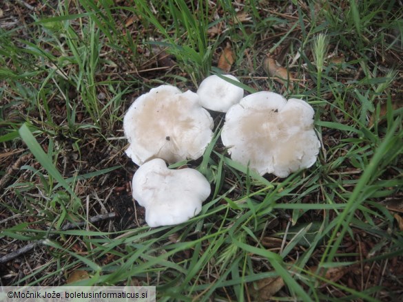 Clitocybe augeana