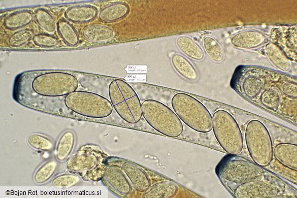 Peziza vesiculosa