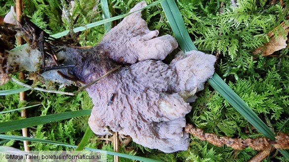 Gomphus clavatus
