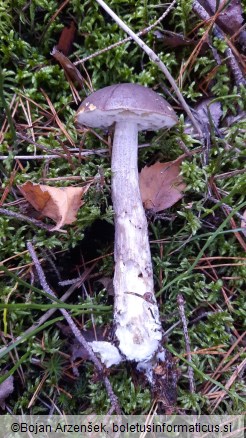 Leccinum variicolor