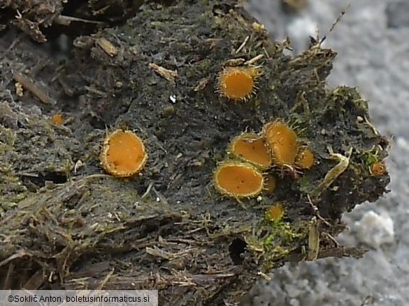 Cheilymenia stercorea