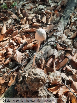 Panaeolus semiovatus