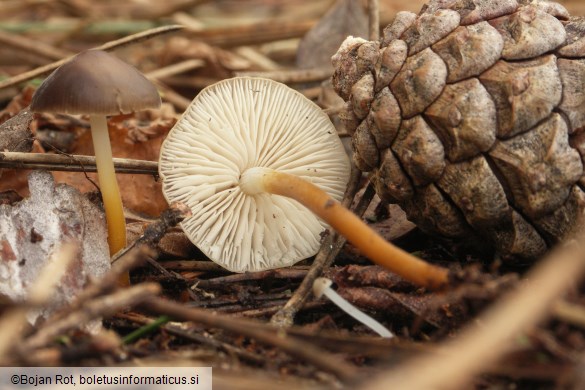 Strobilurus tenacellus