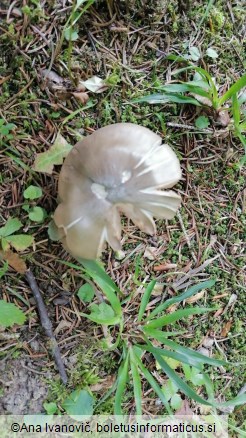 Entoloma rhodopolium