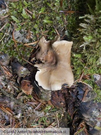 Picipes tubaeformis