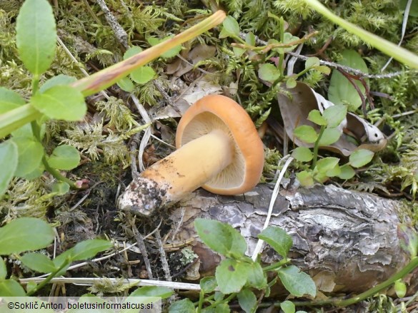 Lactarius volemus