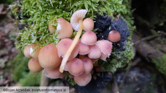 Mycena renati