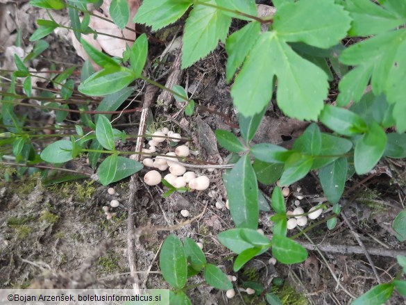 Coprinellus disseminatus