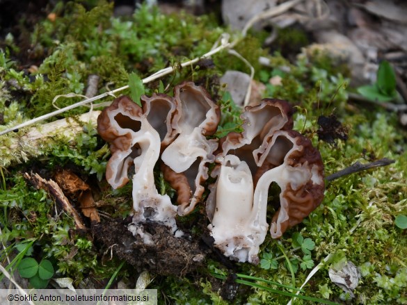 Gyromitra esculenta