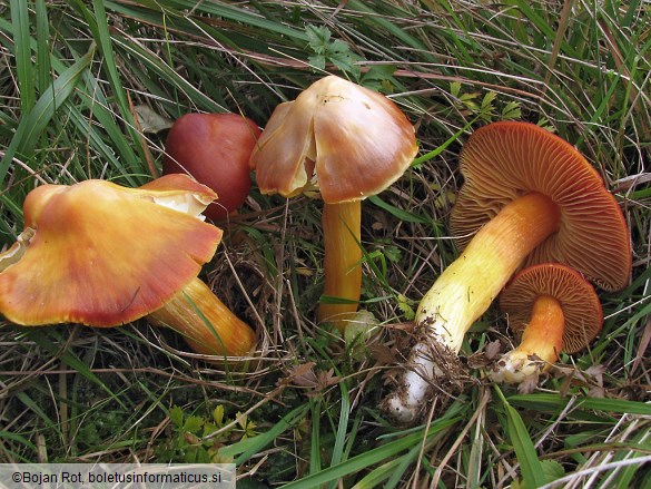 Hygrocybe punicea