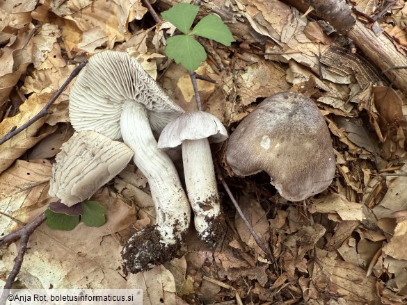 Tricholoma sciodes
