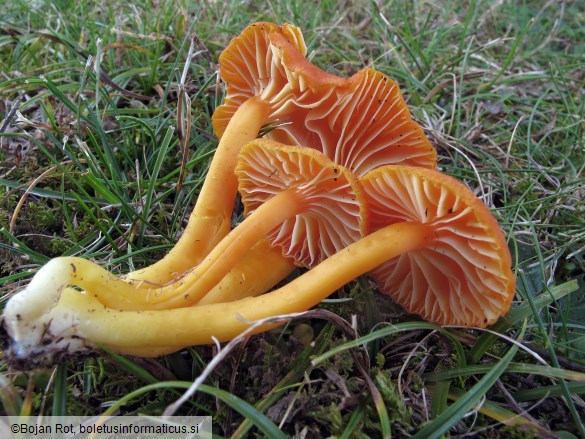 Hygrocybe reidii