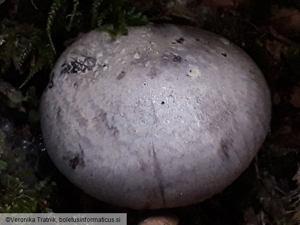 Cortinarius traganus