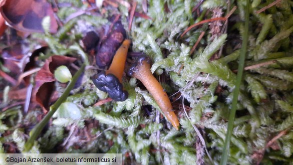 Leotia lubrica