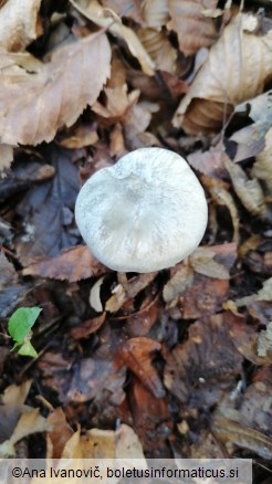 Clitocybe odora