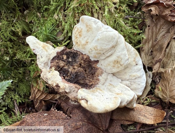 Phellodon melaleucus