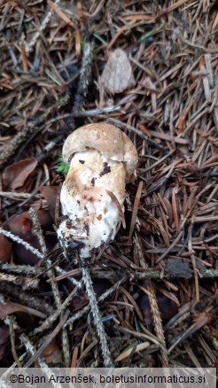 Tylopilus felleus