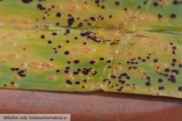 Puccinia allii