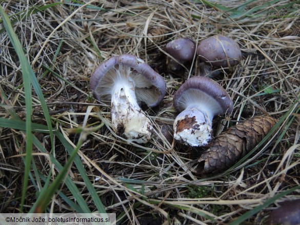 Cortinarius cumatilis