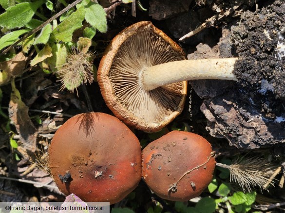 Pholiota highlandensis