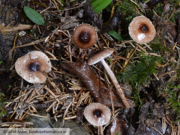 Lepiota echinella