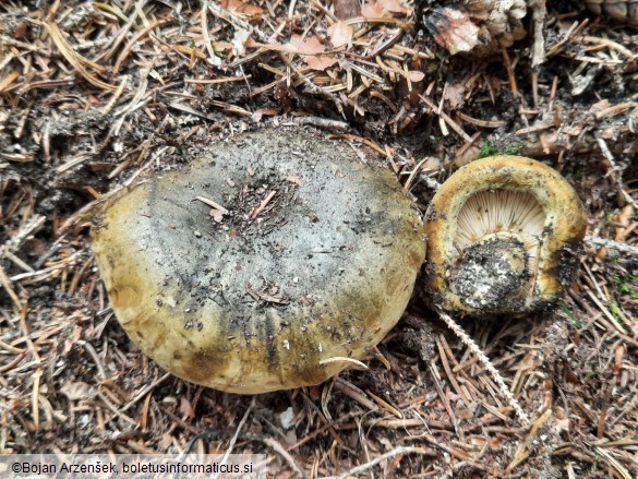 Lactarius turpis