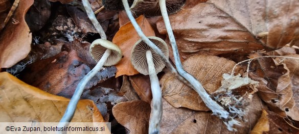 Psilocybe serbica