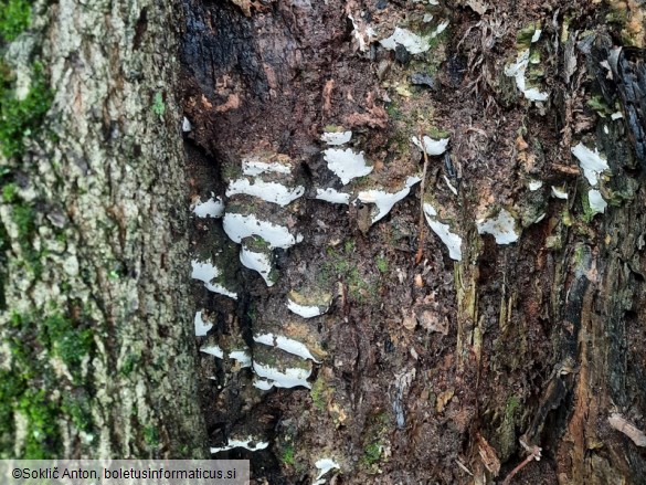 Oxyporus populinus