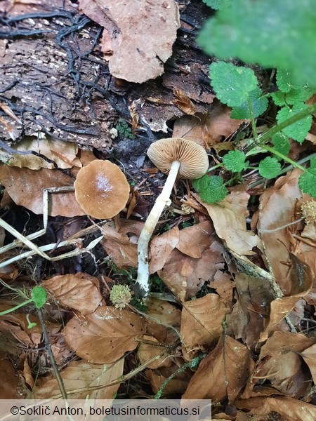 Conocybe aporos