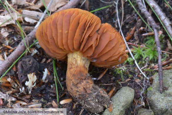 Cortinarius orellanus