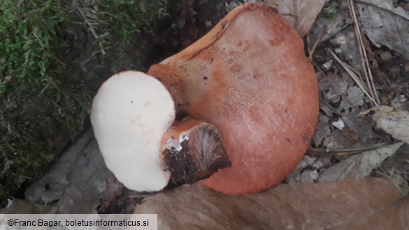 Fistulina hepatica