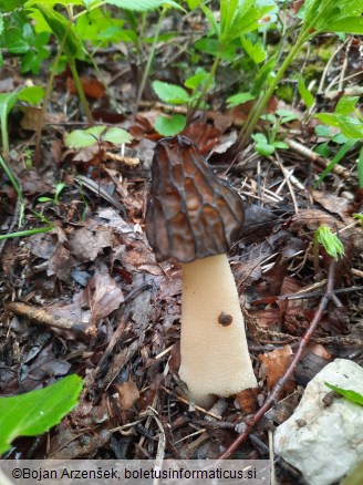 Morchella semilibera