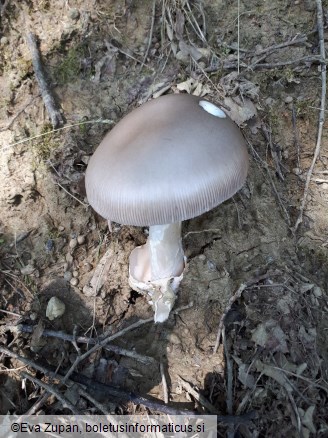 Amanita amplivelata