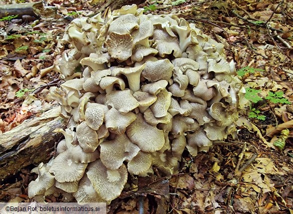 Polyporus umbellatus