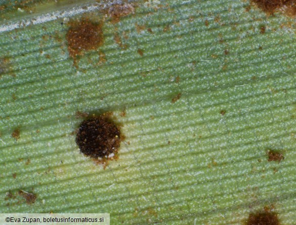 Puccinia phyllostachydis