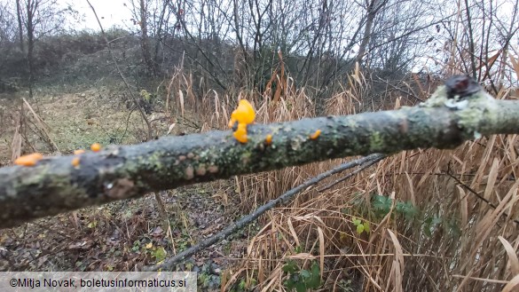 Tremella mesenterica