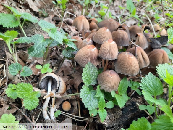 Coprinellus micaceus