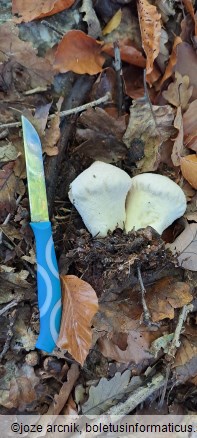 Lycoperdon perlatum