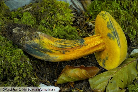 Suillellus luridus