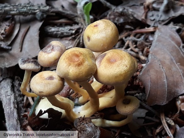 Hypholoma fasciculare