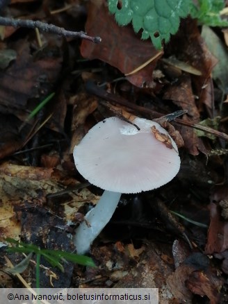 Mycena rosea