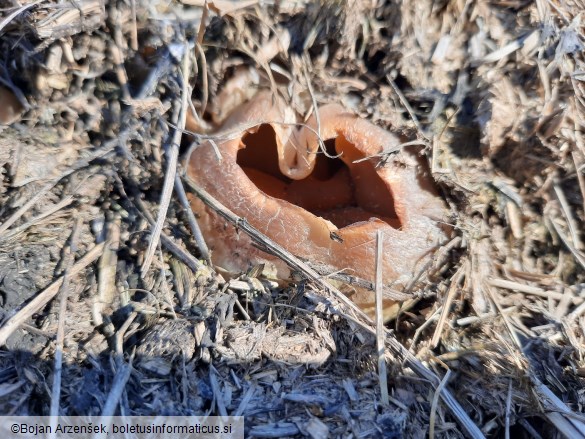 Peziza vesiculosa