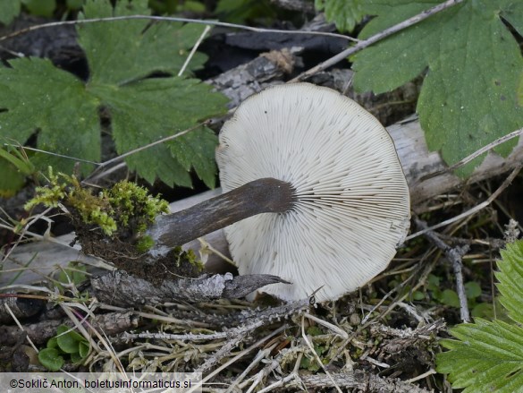 Melanoleuca melaleuca