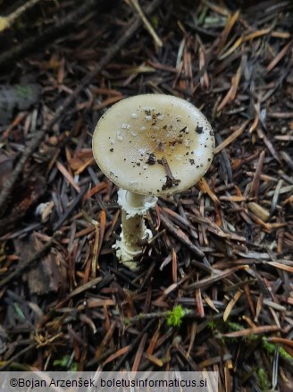 Amanita pantherina