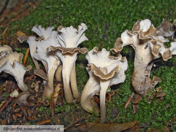 Pseudocraterellus undulatus