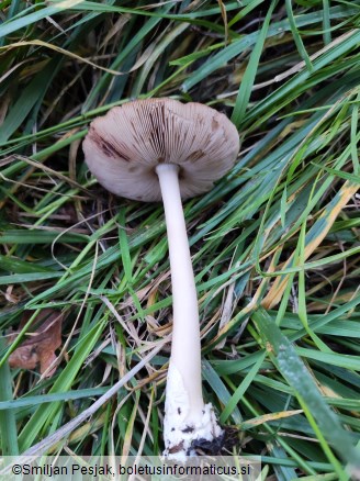 Volvariella speciosa
